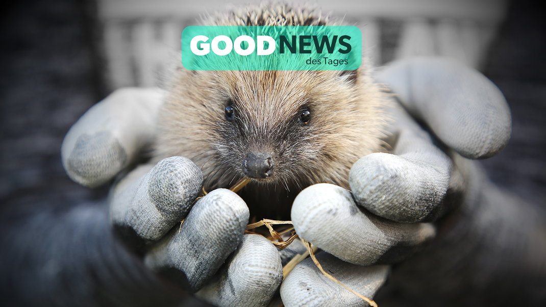 Good News des Tages: So kannst du heimische Tiere in deinem Garten durch den Winter helfen.