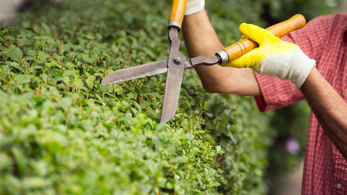 Mann Schneiden der Hecke