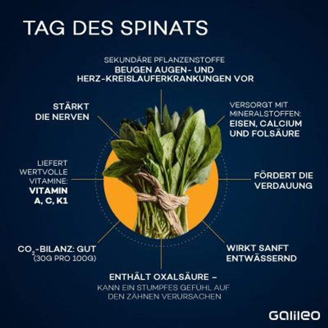 Heute ist Tag des Spinats. Das steckt drin.