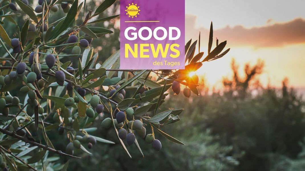 Auch aus Abfällen lässt sich was Gutes machen: Forscher:innen konnten aus Olivenabfällen wertvolle Antioxidantien gewinnen.