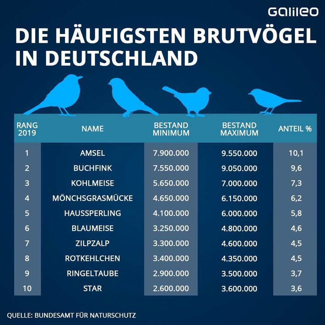 Die häufigsten Brutvögel in Deutschland