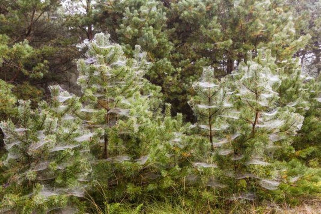 Waldkiefern bedeckt mit zahlreichen Netzen von Baldachinspinnen.