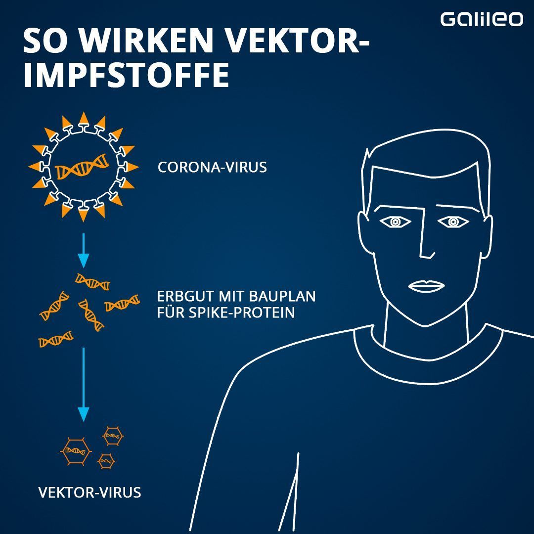 Im Labor wird ein bestimmter Teil des Genmaterials des SARS-CoV-2-Erregers in sogenannte Adenoviren verpackt. Diese Trägerviren wurden so verändert, dass sie sich nicht mehr selbst vermehren können und für den Menschen harmlos sind.