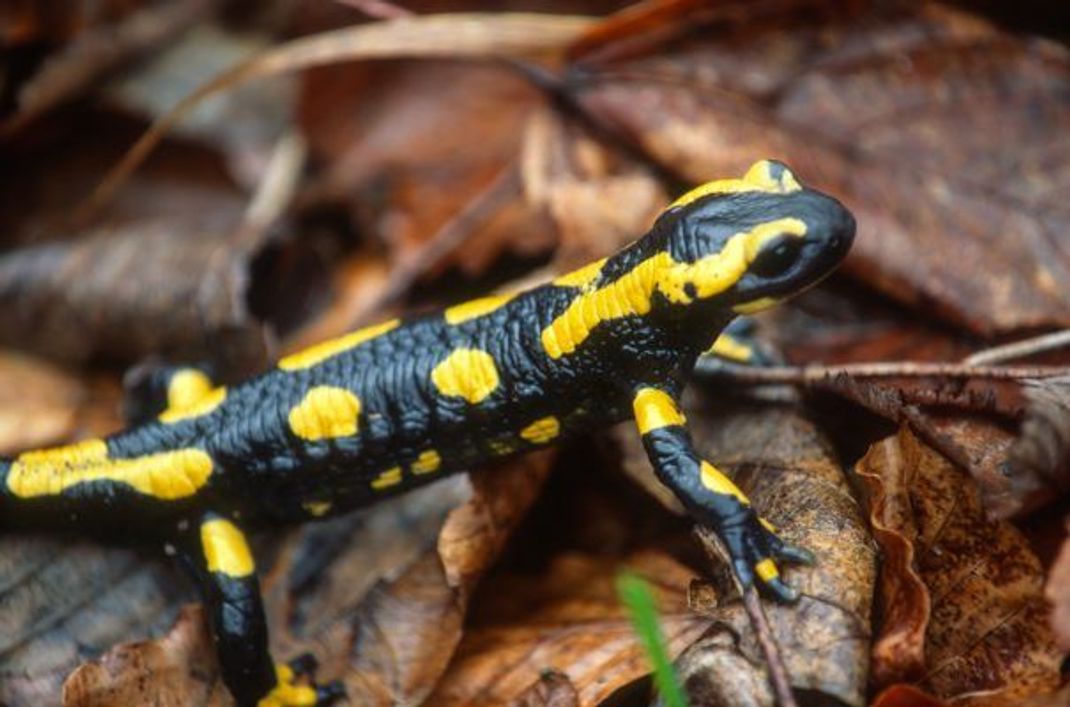 Am Rücken und hinter seinen Ohren hat der Feuersalamander seine Giftdrüsen