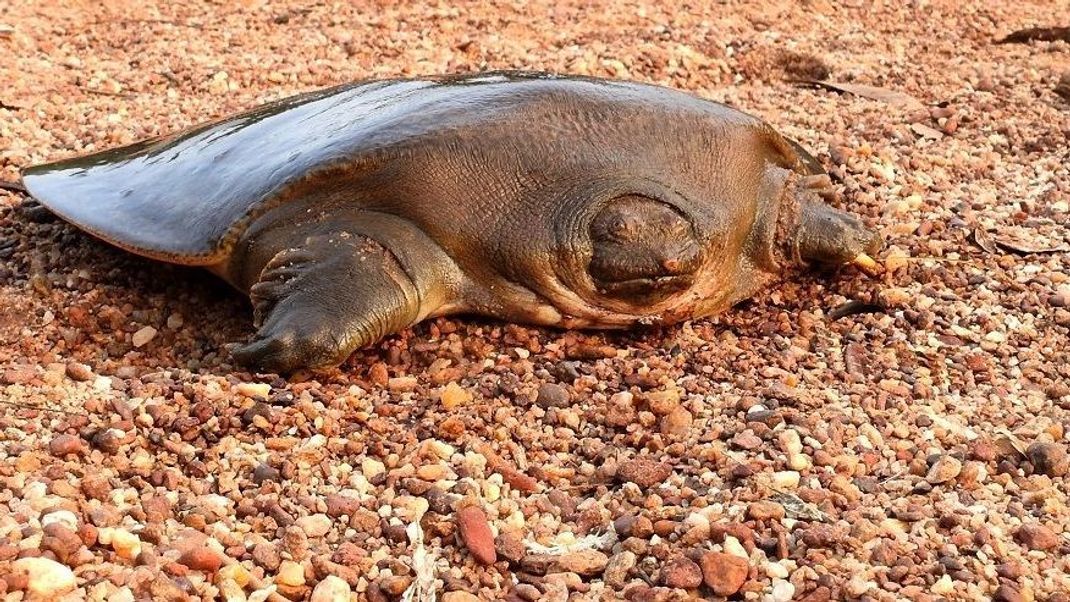 Die Cantors Riesen-Weichschildkröte ist vom Aussterben bedroht. In Indien sind nun Exemplare gefunden worden.
