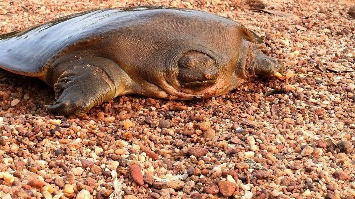 Extrem seltene Schildkröte in Indien entdeckt