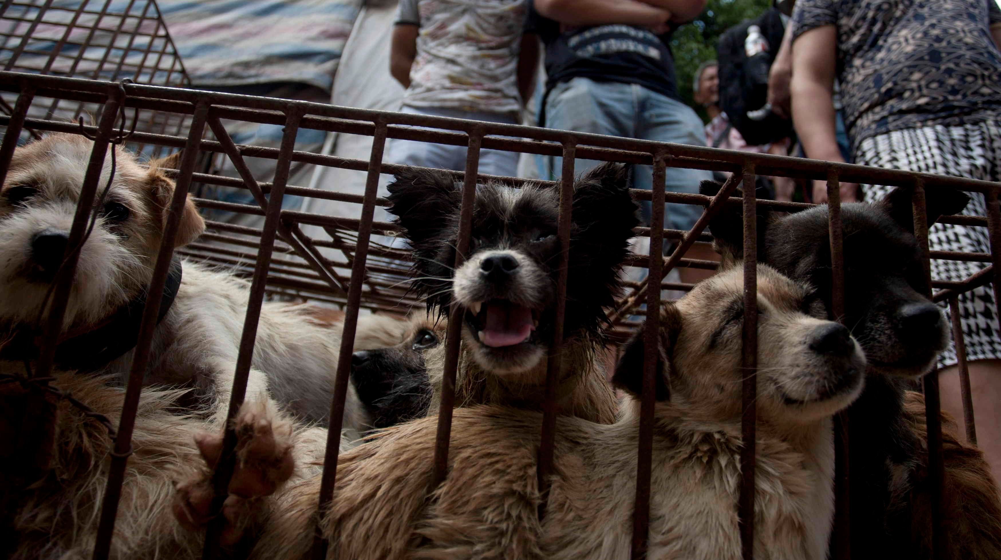 Hundefleisch-Festival in China