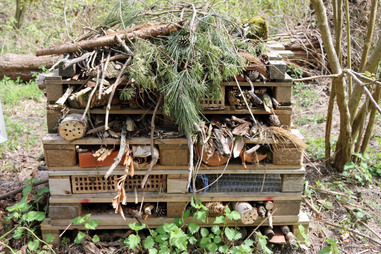 Tannen- und Fichtenzweige kann man benutzen, um ein Insekten-Hotel auszustatten. Die einfachere Variante: Aus den Ästen etwa 30 Zentimeter lange Stücke schneiden, zu einem Stapel zusammenfassen und auf den Balkon, auf die Terrasse oder in den Garten stellen. Die so geschaffenen "Holzhäuser" dienen Insekten als Nist- und Überwinterungs-Hilfe.