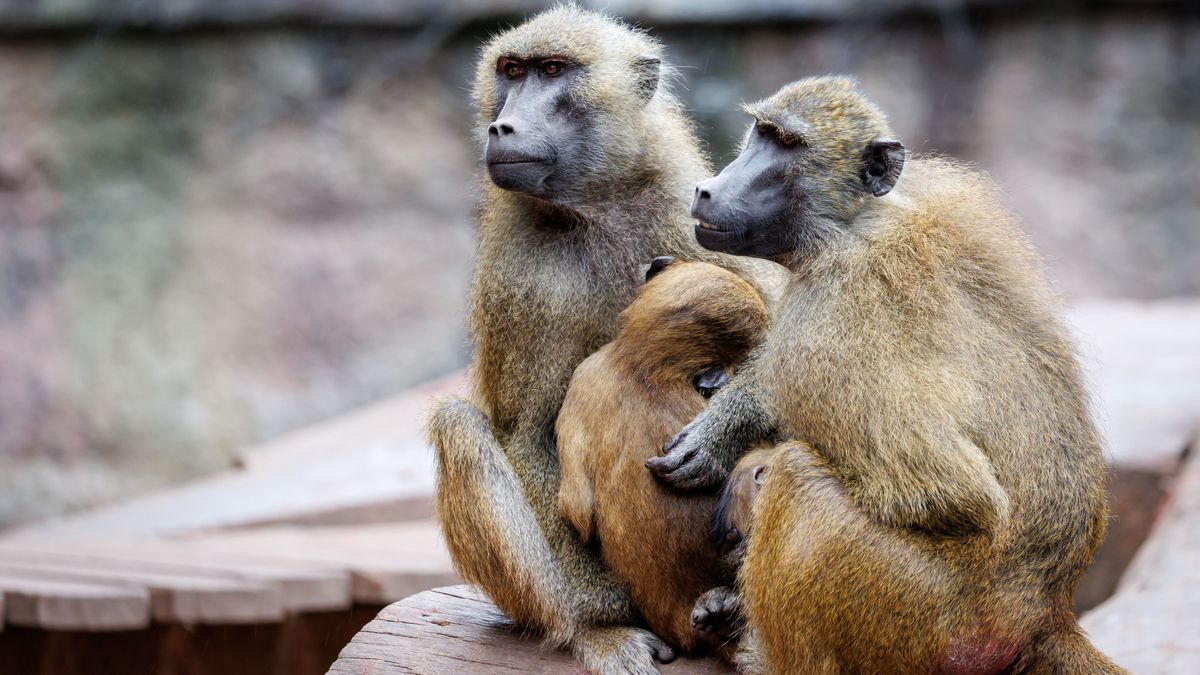 Paviane sitzen in ihrem Gehege im Tiergarten Nürnberg.