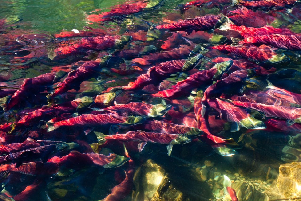 Jeden Lachs packt einmal das Heimweh. Dann vollbringt er das scheinbar Unmögliche und schwimmt in riesigen Schwärmen flussaufwärts zu seinem Geburtsort, um dort zu laichen. Dabei orientiert sich sein innerer Kompass am Magnetfeld der Erde.