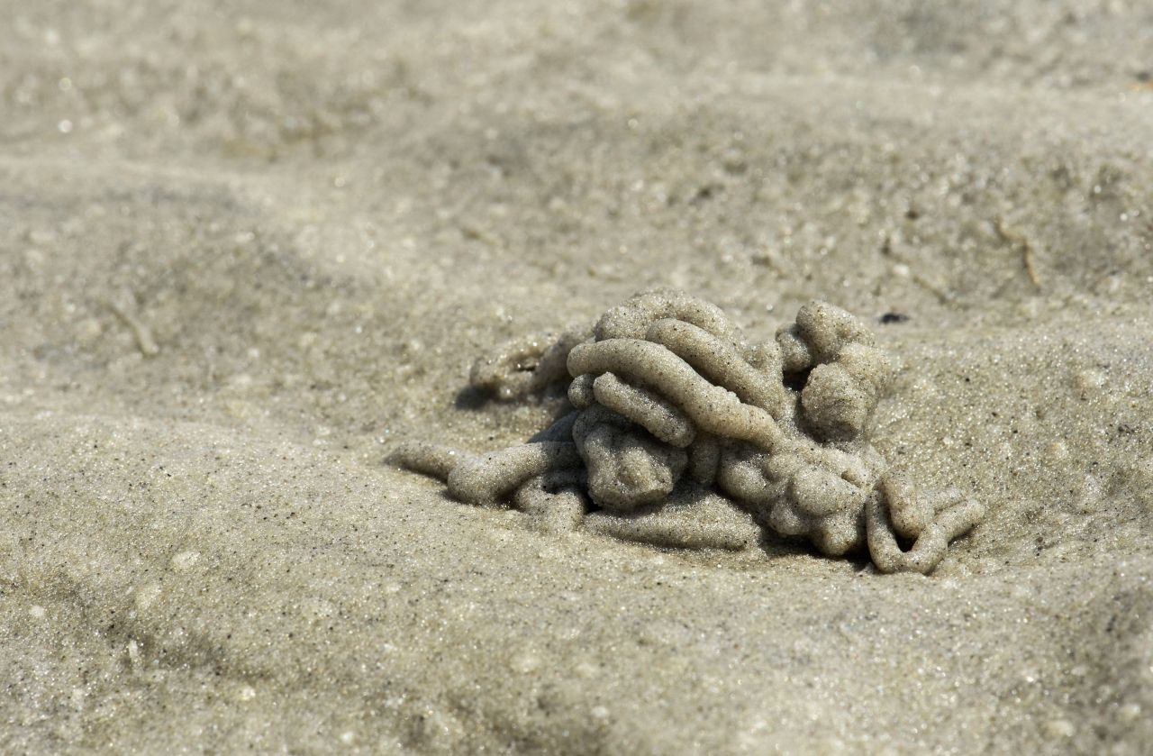 Sandspaghetti: Gut 30 Zentimeter von den Trichtern entfernt, befinden sich die kleinen Häufchen aus reinem Sand, die wie Spaghetti oder dicke Bandnudeln aussehen. Gut alle 40 Minuten drückt der Wurm den übrig gebliebenen Sand, aus dem die Nahrung gefiltert wurde, als einen Kothaufen aus seinem Darm. 