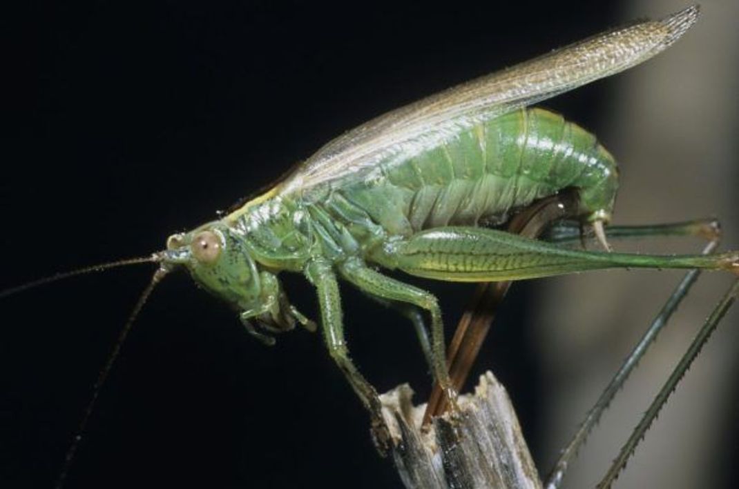 Perfekter Platz: Eine Langflügelige Schwertschrecke legt mit dem Legebohrer Eier in einen Stängel.