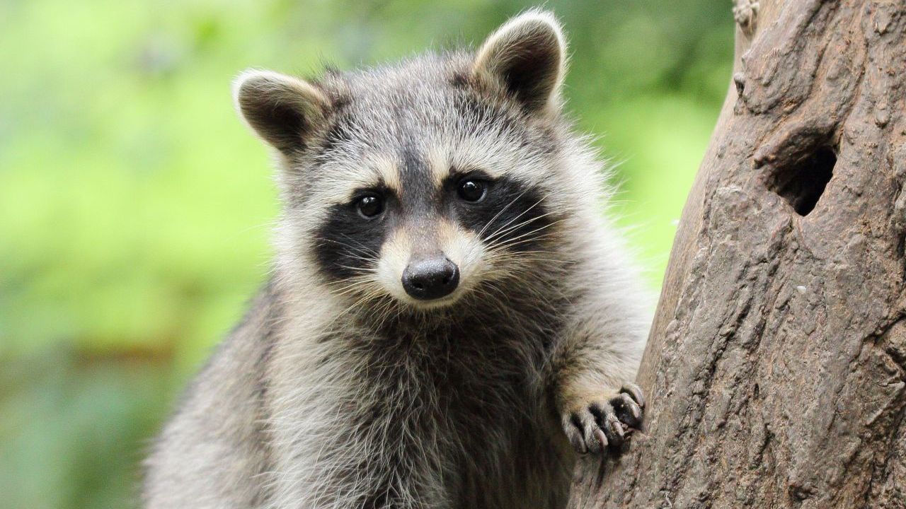 Der Waschbär - Waschbären fällt es leicht, auch knifflige Schlösser zu öffnen. Haben sie die Lösung für ein Rätsel gefunden, können sie sich bis zu drei Jahre daran erinnern. Weil Waschbären so geschickte Hände haben, können sie sogar Werkzeuge benutzen, um an ihr Futter zu kommen.