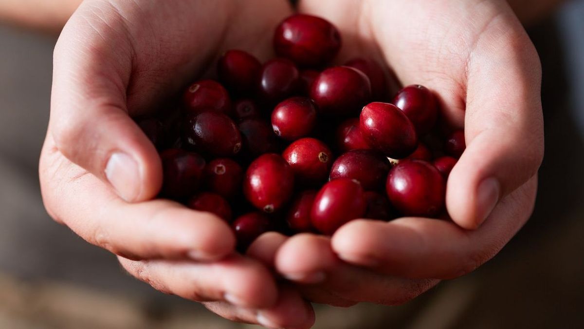 Cranberries Gettyimages 1031471772 Mediaphotos