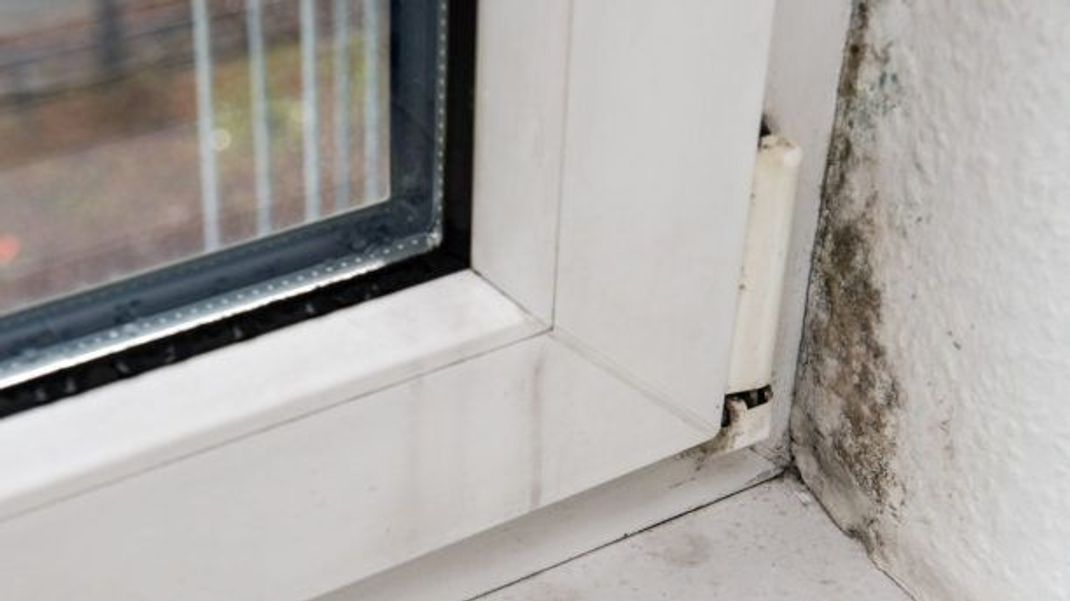 Entdeckst du diese kleinen schwarzen Pünktchen in deiner Wohnung, zum Beispiel im Bad oder in der Küche, sollten alle Glocken Alarm schlagen: Sie weisen auf einen Schimmelbefall hin, der sich schleichend ausbreiten kann.