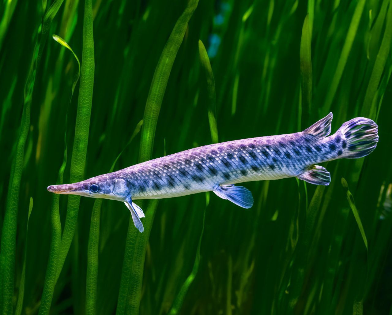 Das Kaspische Meer ist Heimat für viele Fischarten. Auch der Stör gehört dazu. 90 Prozent des gesamten Stör-Vorkommens weltweit leben im Kaspischen Meer. 