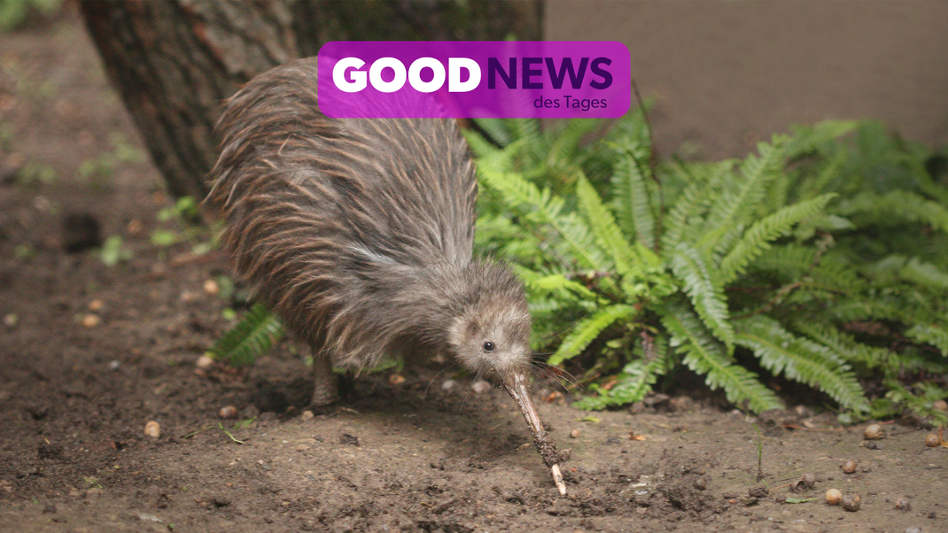 Neuseelands Nationalvogel, der Kiwi, erstmals wieder in freier Wildbahn gesehen!