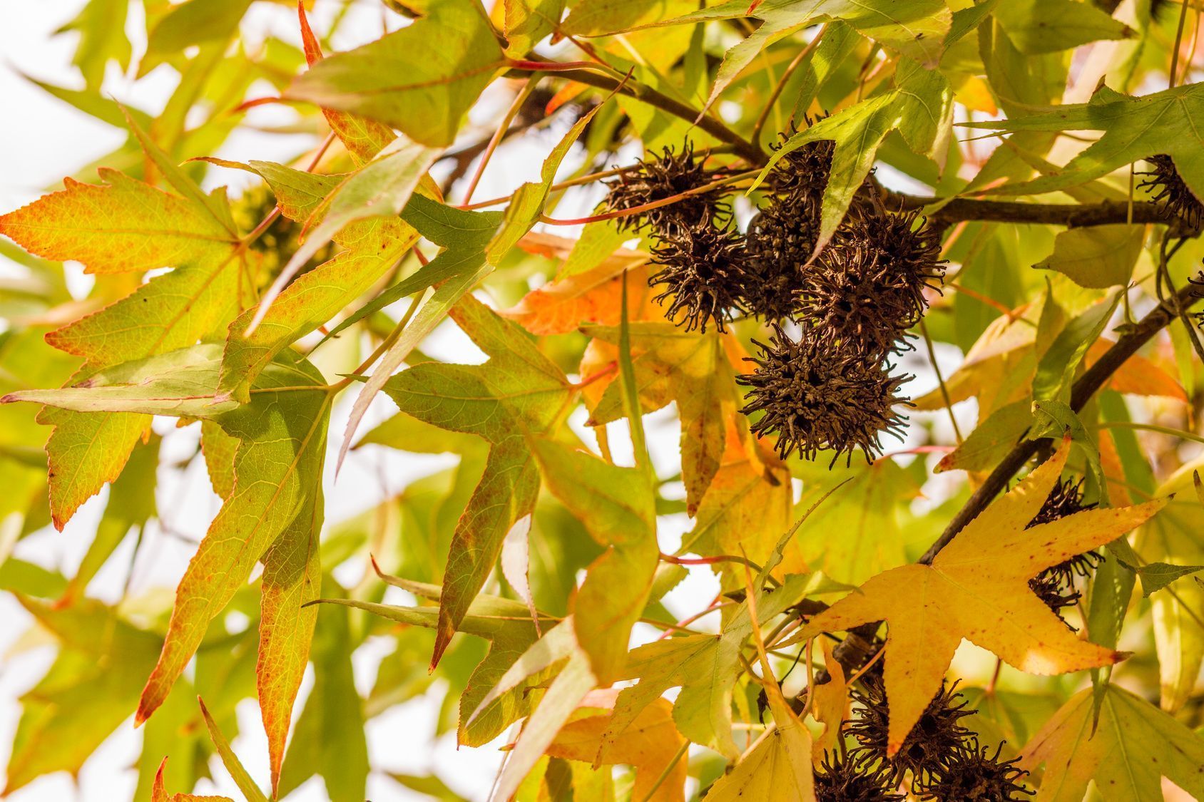 Amberbaum Laubbaum mit kugelförmiger Blüte SAT.1 Ratgeber