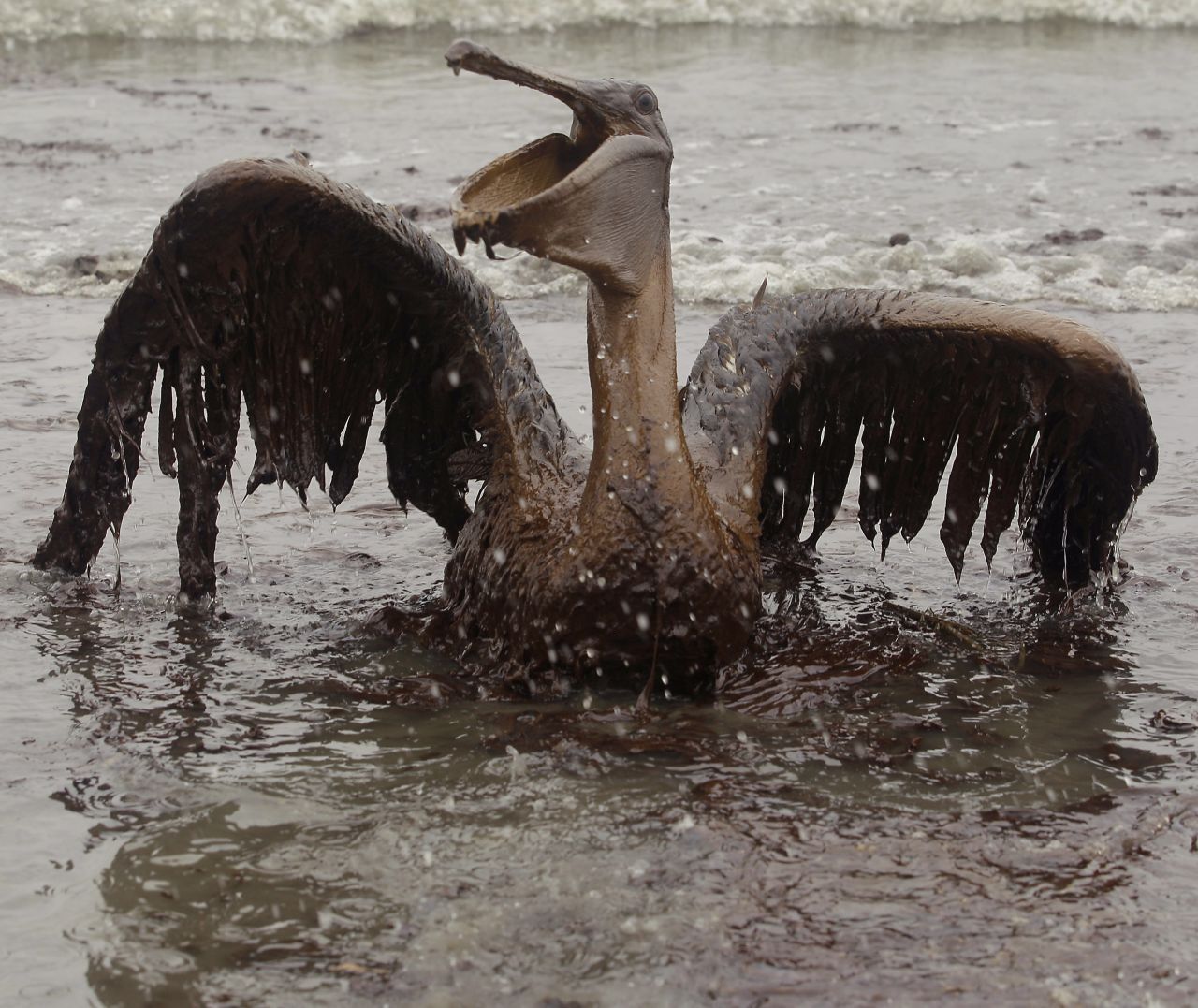 Der Öl-Teppich verseuchte mehr als 1.000 Kilometer Küste und den Lebensraum tausender Arten von Vögeln, Fischen, Reptilien und Co. Hier kämpft sich ein Pelikan am Strand von East Grand-Terre Island entlang der Küste von Louisiana durch die braune Masse.