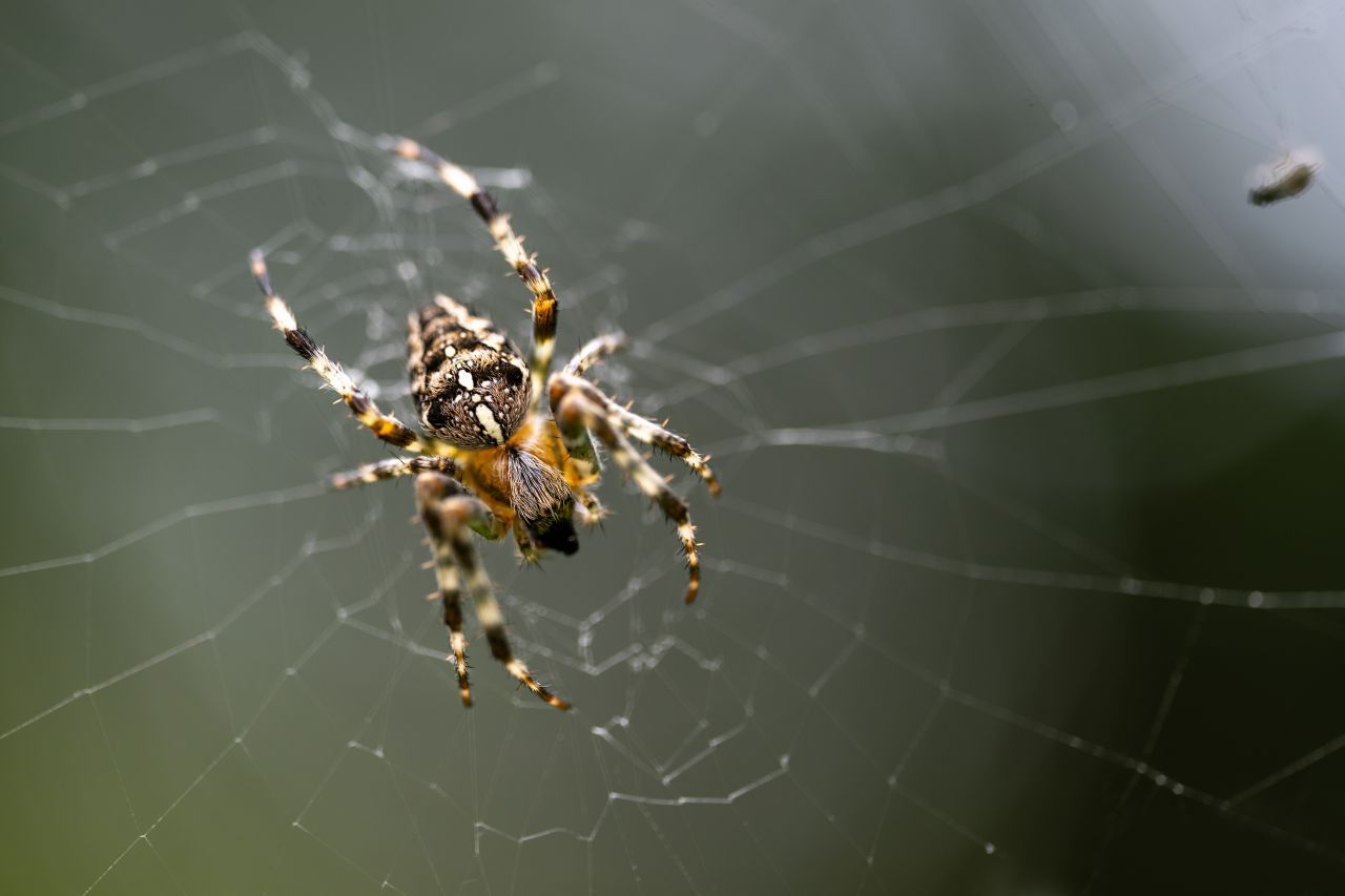 Die Gartenkreuzspinne ist die in Deutschland am weitesten verbreitete Kreuzspinne – und wird darum auch Deutsche Kreuzspinne genannt. Sie ist sieben bis 15 Millimeter groß und hat vier längliche sowie einen kreisförmigen Flecken.