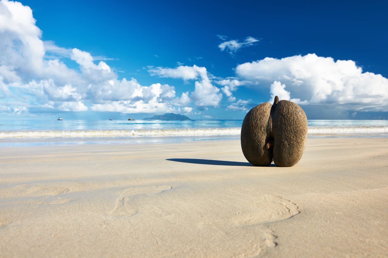 Koloss am Strand: die Coco de Mer (Meeres-Kokosnuss). Sie ist die größte Nuss der Welt und stammt von der Seychellen-Palme. Dort ist sie ein Symbol für Fruchtbarkeit und Leben.