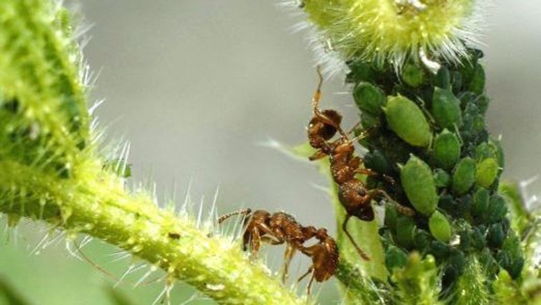 Grüne Pfirsich-Blattläuse mit Ameisen