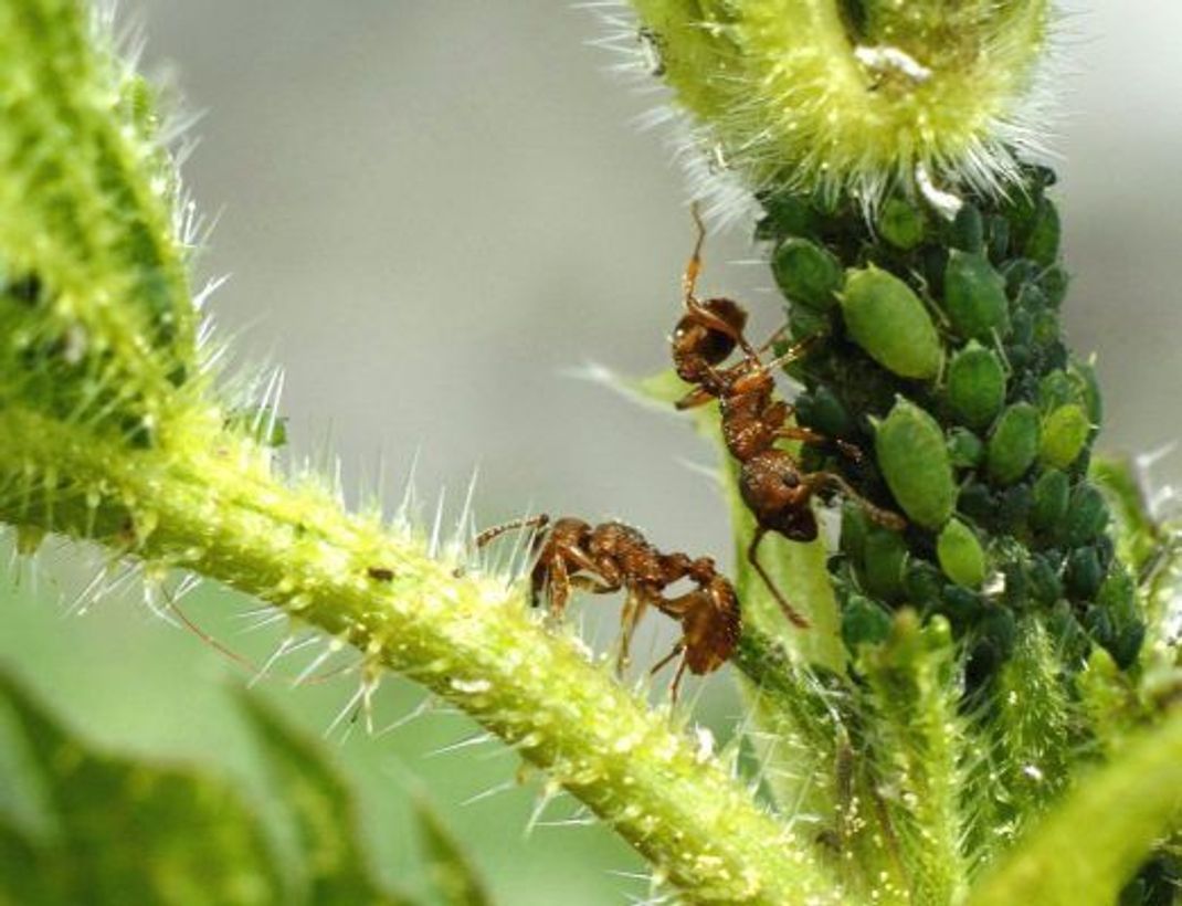 Grüne Pfirsich-Blattläuse mit Ameisen