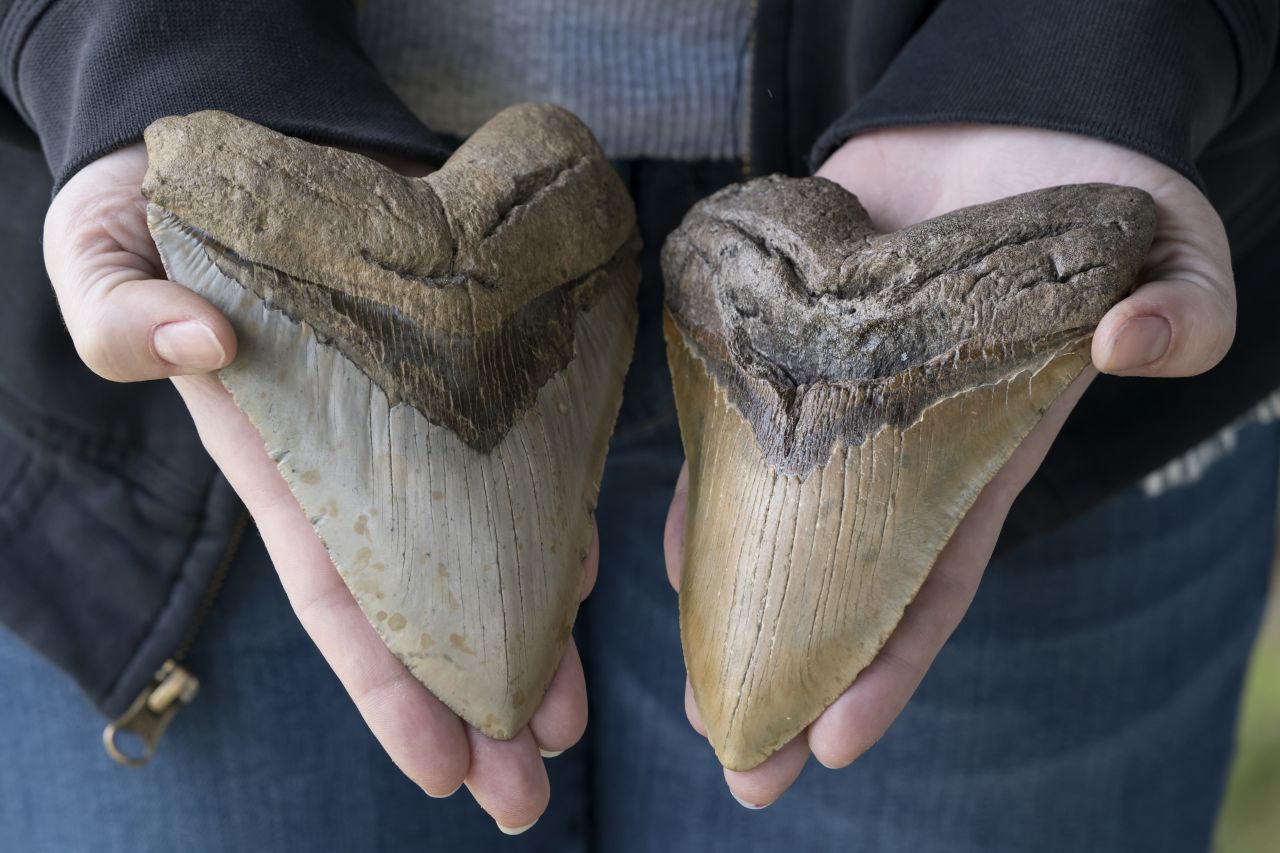Die Zähne des Megalodon sind dreieckig mit einer fein gesägten Schneidekante. Die Zahnwurzel besitzt eine V-förmige Einkerbung.