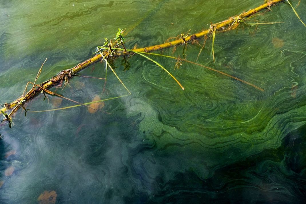 Blaualgen sind eigentlich Bakterien. Sie bilden grüne Schlieren im Wasser.