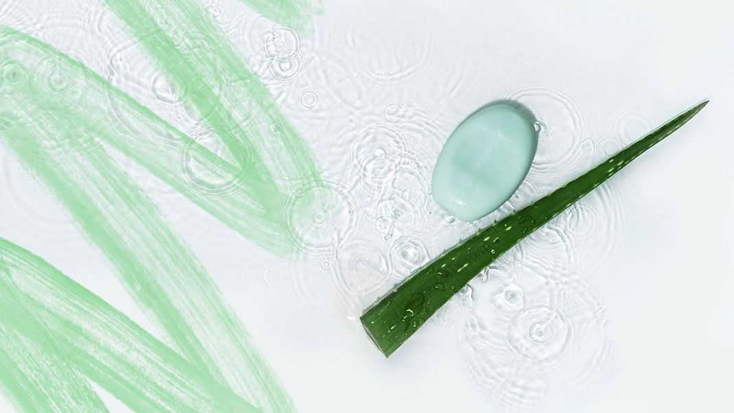 Aloe Vera ist feuchtigkeitsspendend und pflegend für deine Haut – wie du diese Heil- und Wunderpflanze in dein selbstgemachtes Duschgel integrierst und welche Rezepte du damit kreieren kannst, liest du im Beauty-Artikel. 