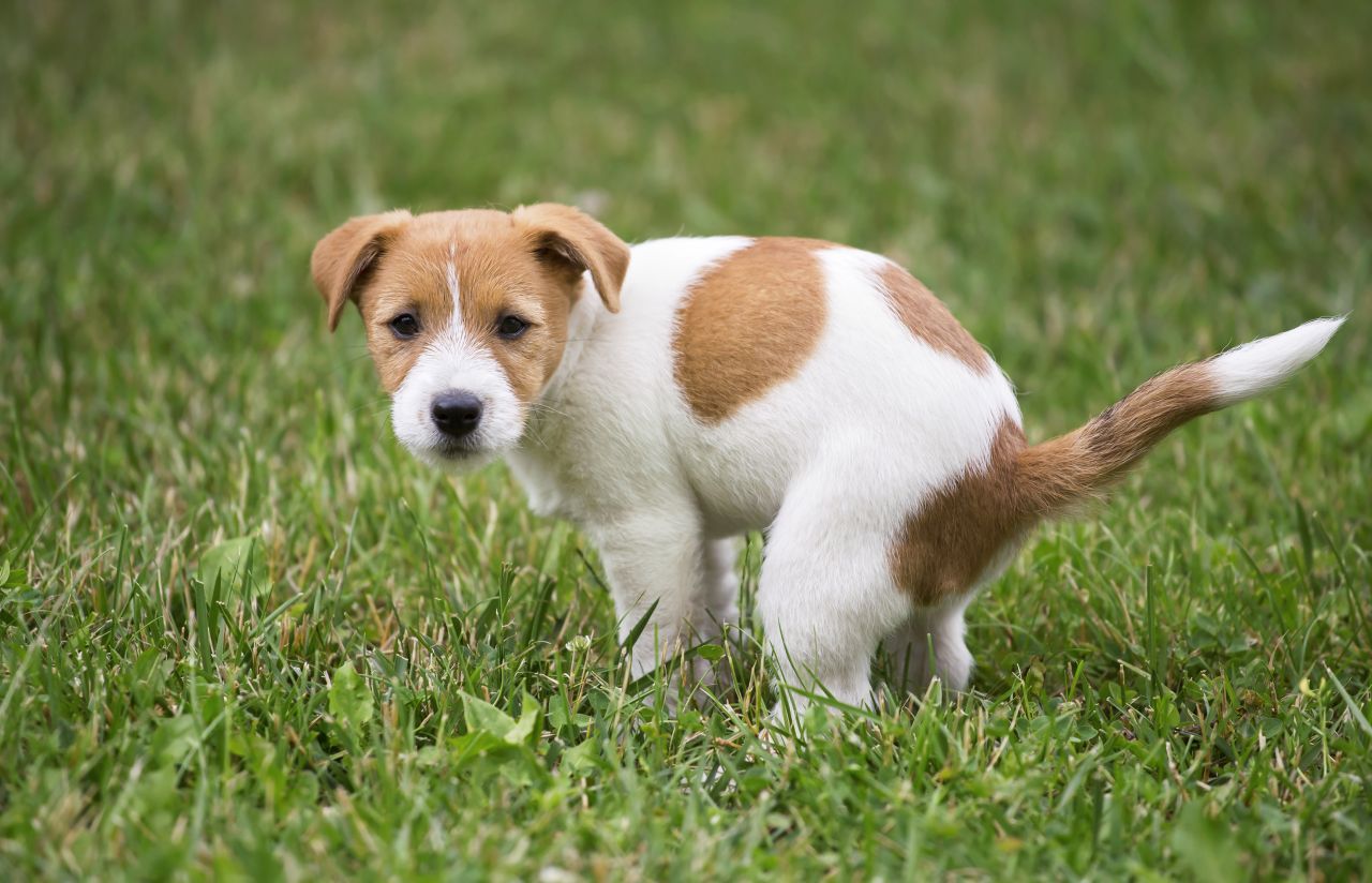 Häufchen häufen sich auf der Nord-Süd-Achse: Hunde haben einen Magnetsinn und richten sich bei großen und kleinen Geschäften daran aus. 