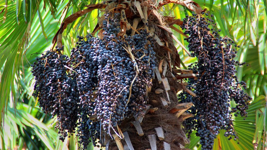 Die Açai-Beere ist die Frucht der Kohlpalme, die im Amazonas heimisch ist