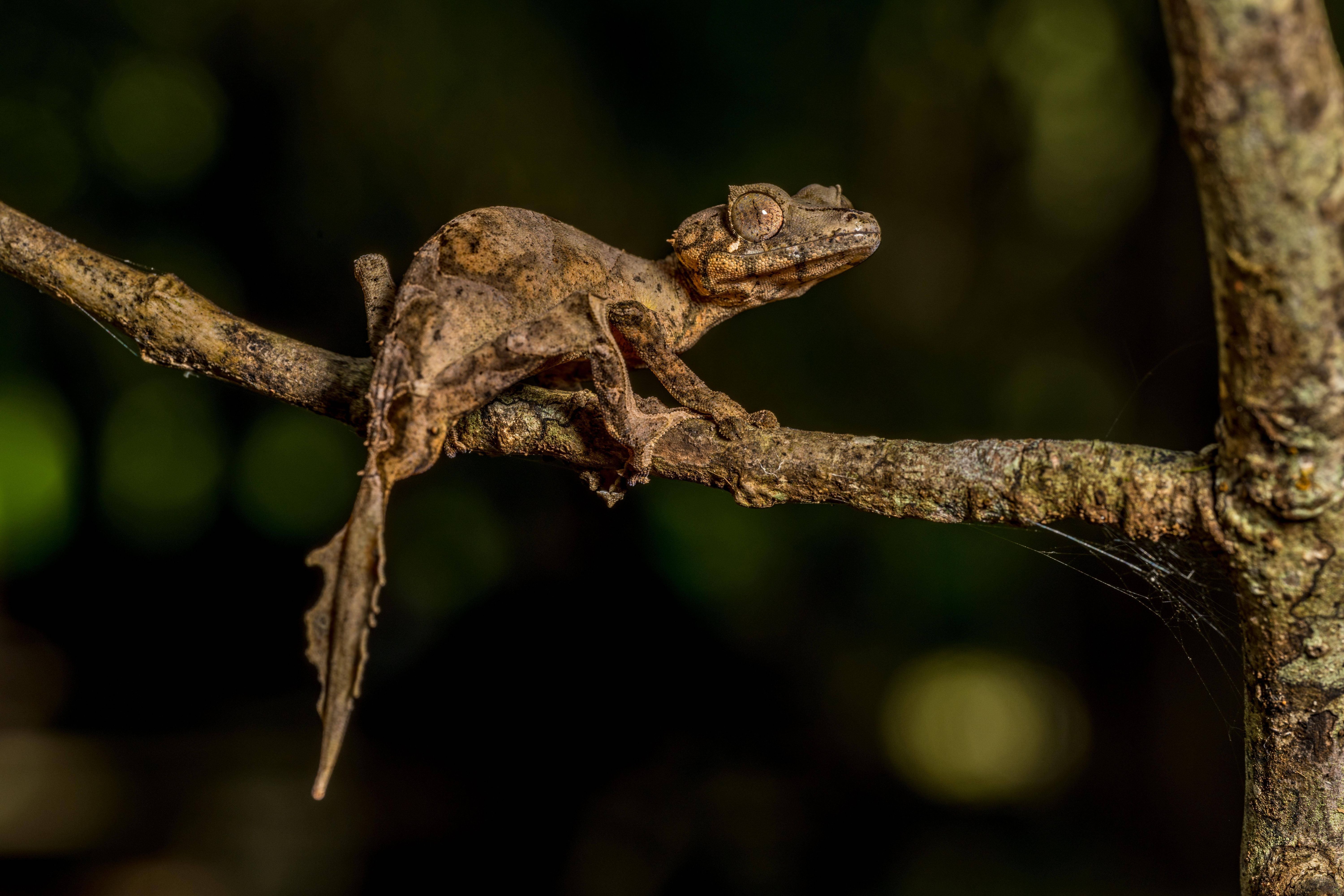 Blattschwanzgeckos leben auf Madagaskar. Sie sind als totes Blatt getarnt und verschwimmen mit der Umgebung.