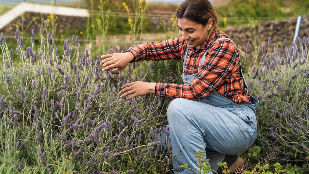 Lavendel ist sehr beliebt. Doch die Pflanze benötigt auch eine gewisse Pflege, um schön wachsen zu können.