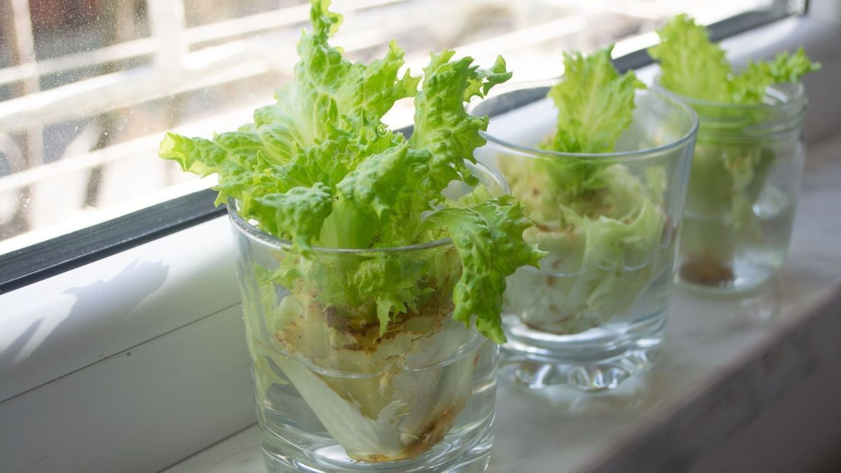 Nachwachsender Salat