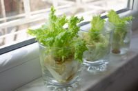 Nachwachsender Salat