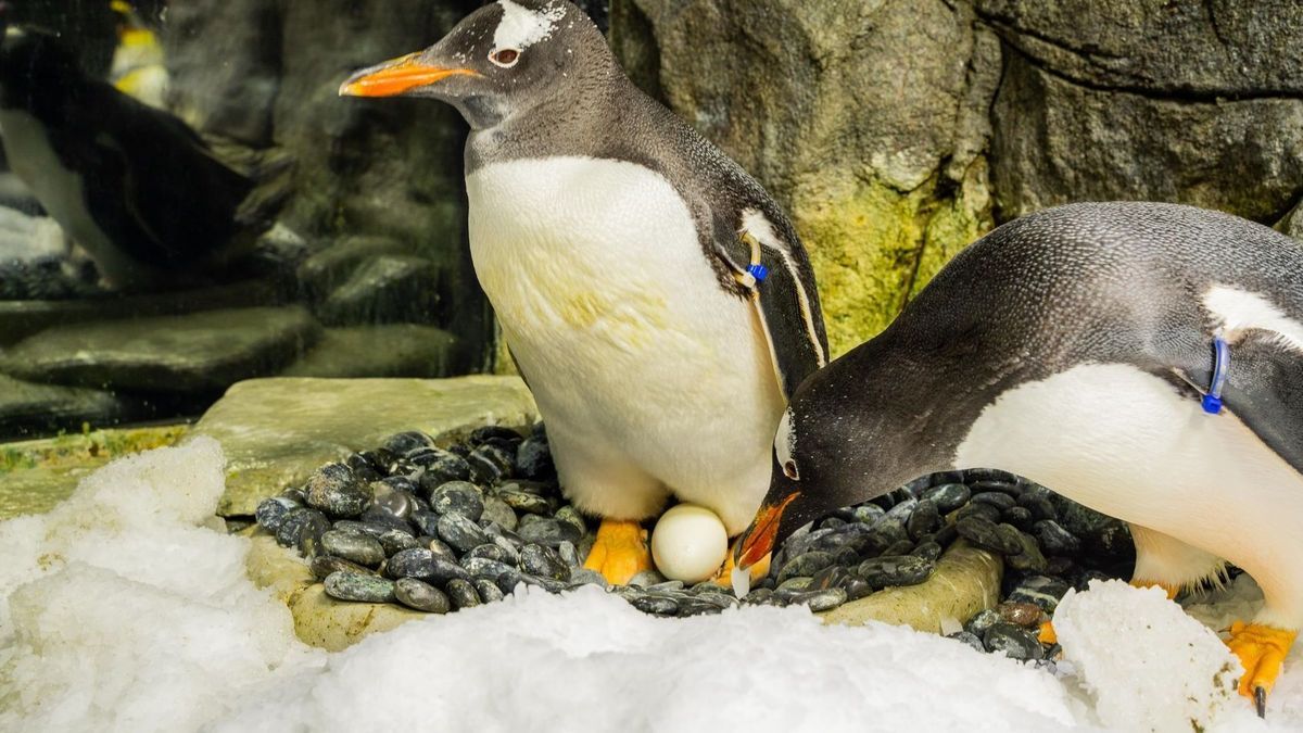 Eselspinguin Sphen in Sydney gestorben