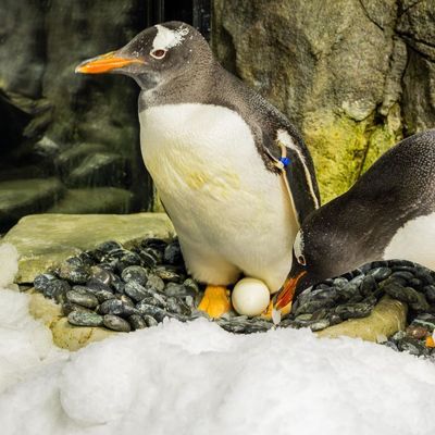 Eselspinguin Sphen in Sydney gestorben