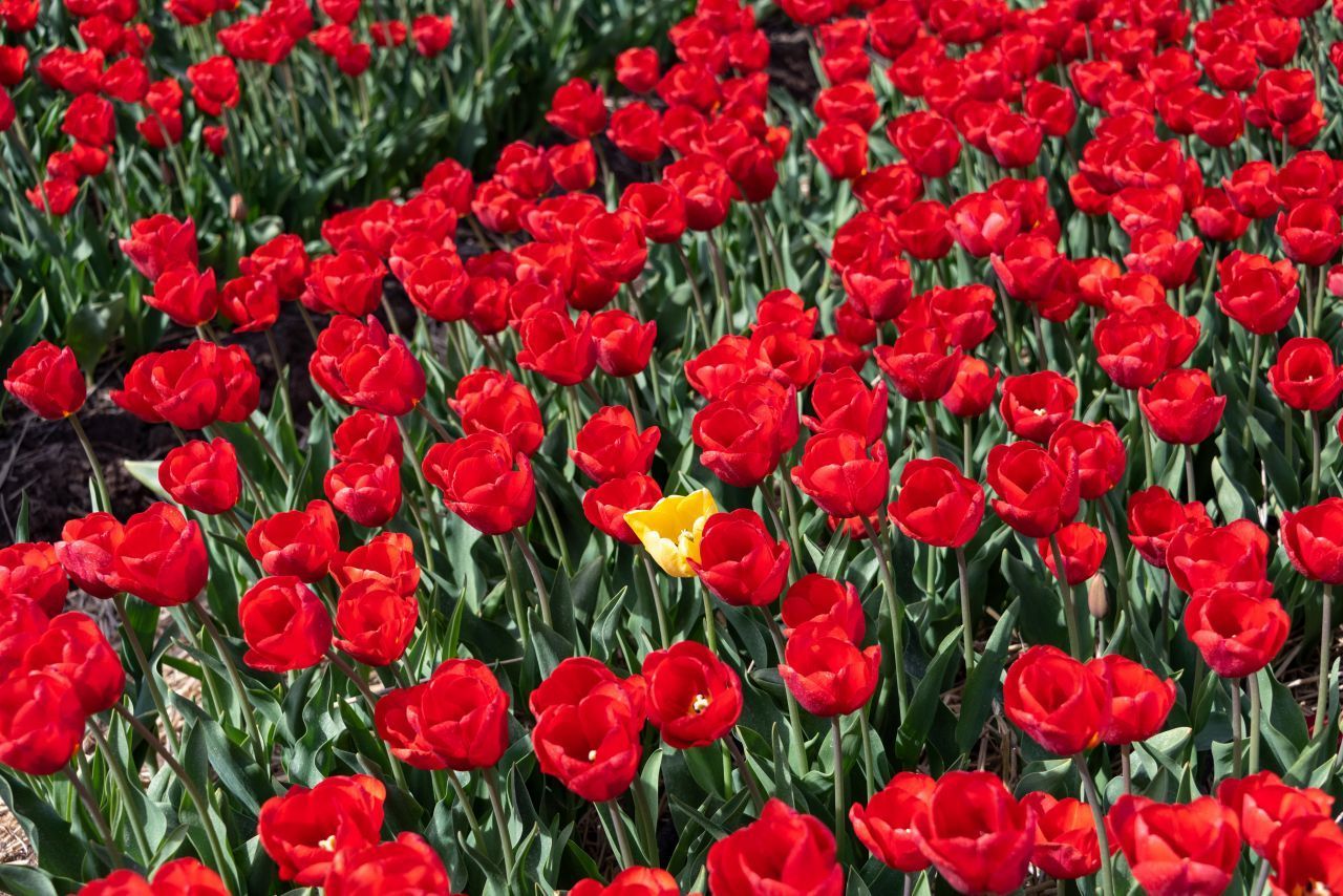 Tulpen und ein Börsencrash? Ja, das gab's wirklich. Die Niederlande stieg im 17. Jahrhundert zur Weltmacht im Handel mit Zwiebeln der Blume auf. Viele Tulpen-Produzenten spekulierten, dass die Preise immer weiter steigen würden. Das war nicht der Fall, und im Februar 1637 kam es zum Börsenkrach. Hunderte saßen auf ihren wertlosen Tulpenzwiebeln und gingen pleite.