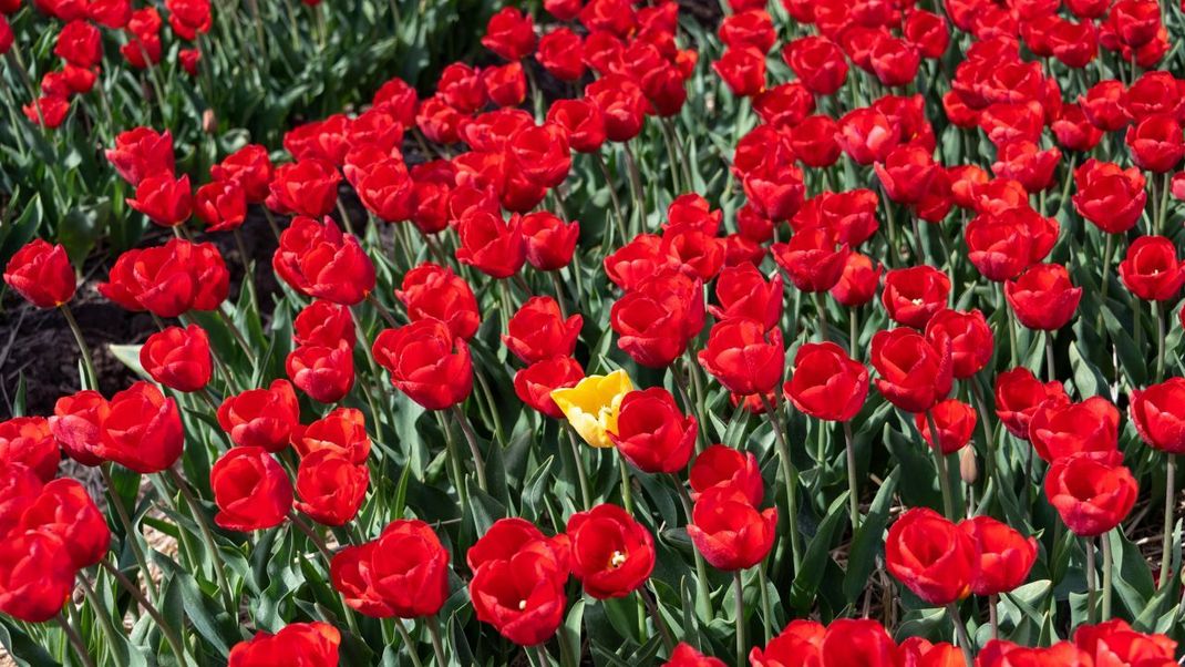 Die Tulpe ist eine klassische Frühlingsblume. Dank der milden Temperaturen verschönert sie bald wieder unsere Gärten.&nbsp;