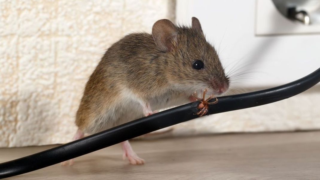 Auch auf Elektrokabel haben es Mäuse abgesehen. 