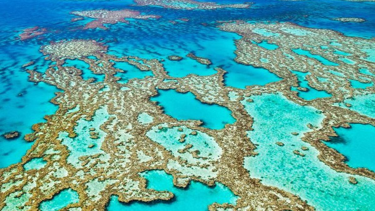 Klimawandel: Das Great Barrier Reef zeigt das ganze Dilemma