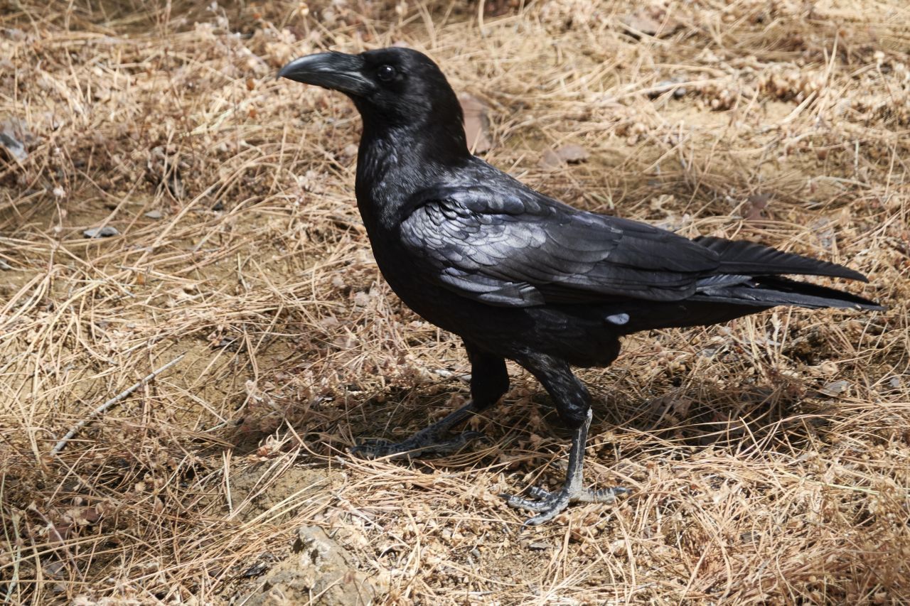 Auch Rabenvögel gelten als sehr intelligent. Sie sind vor allem sehr sozial.