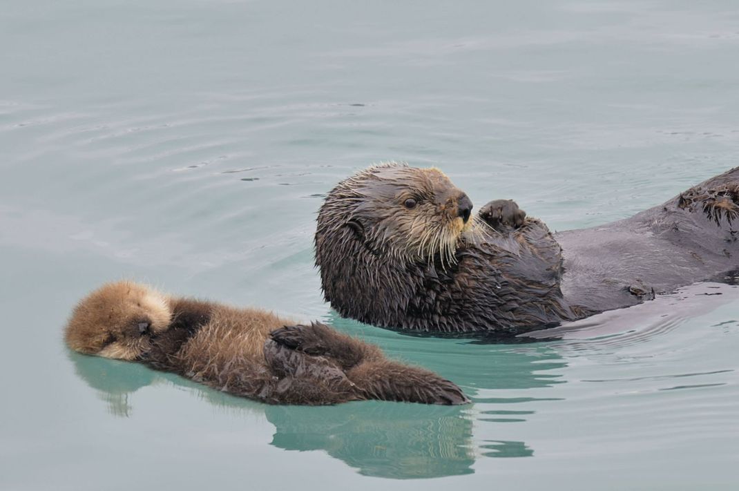 Eine Seeotter-Mutter und ihr Baby treiben durch das Wasser. 
