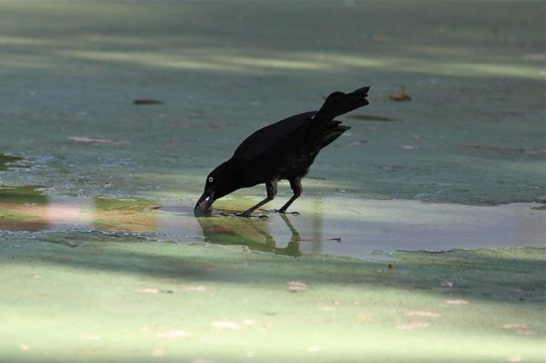 Diese tropische Amsel tunkt ein Stück Trockenfutter in Wasser. So macht sie es weich und essbar.