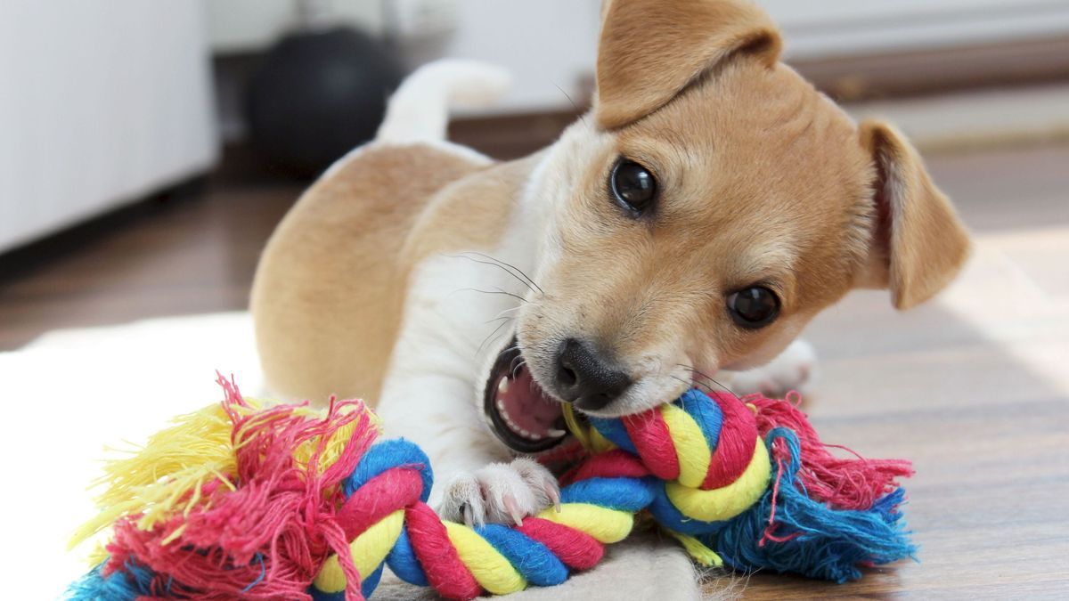 Jack Russell Terrier Welpe kaut an seinem Spielzeug