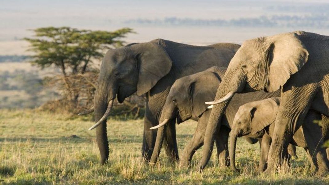 Die afrikanischen Elefanten sind die Giganten ihrer Gattung.