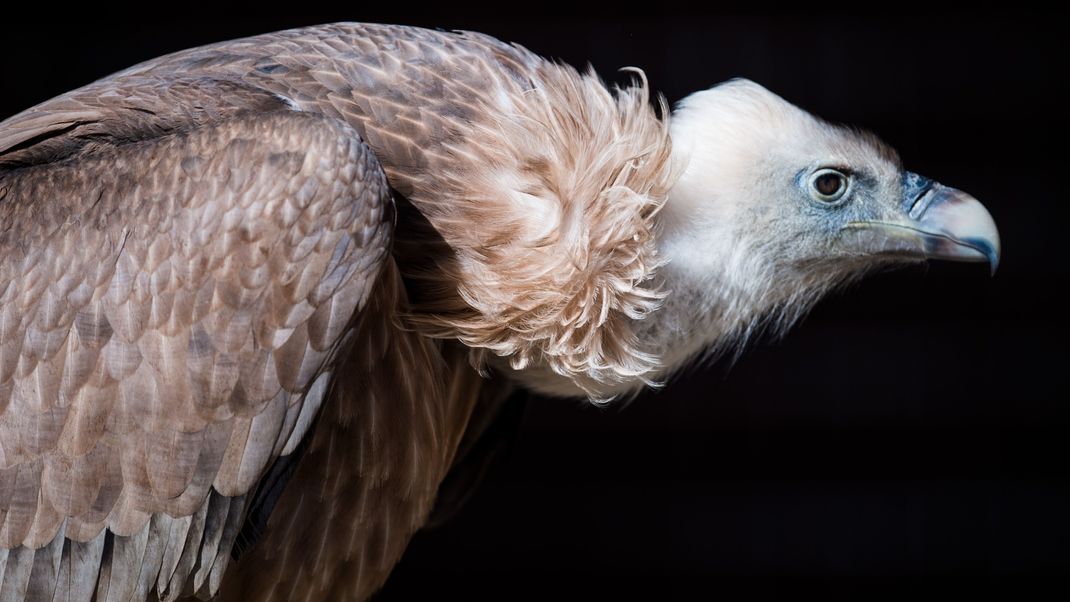 Ein Gänsegeier (Gyps fulvus) blickt am 27.02.2017 im Wildpark in Poing (Bayern) in seiner Voliere umher. In der Eifel wurden Jungtiere in der freien Wildbahn entdeckt.