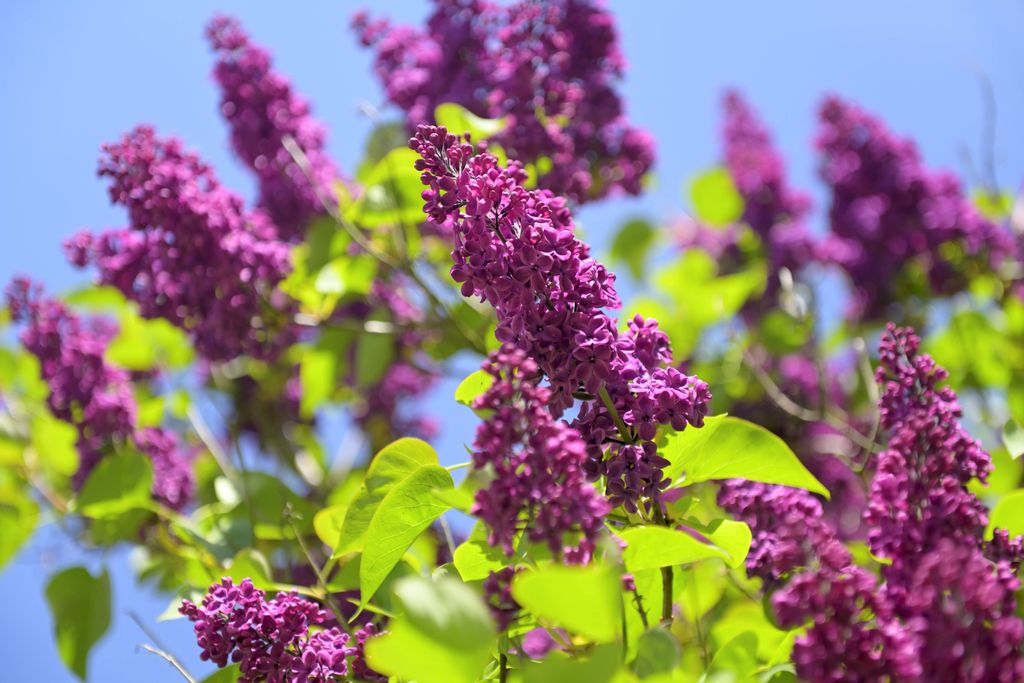 Farbe im Garten Diese Sträucher blühen im Mai