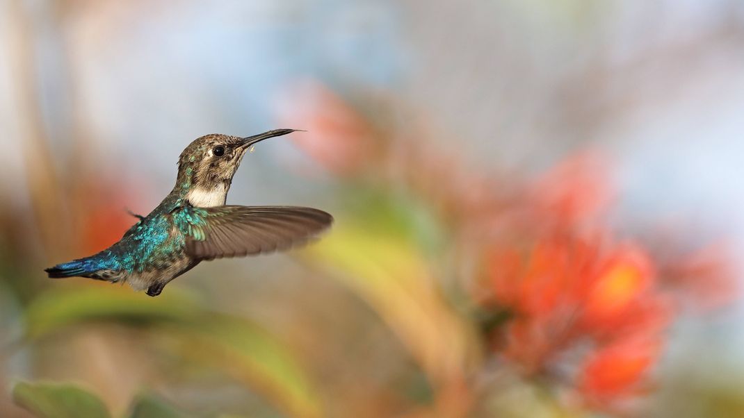 Die Bienenelfe ist ein Miniatur-Kolibri - und der kleinste Vogel auf der Erde.